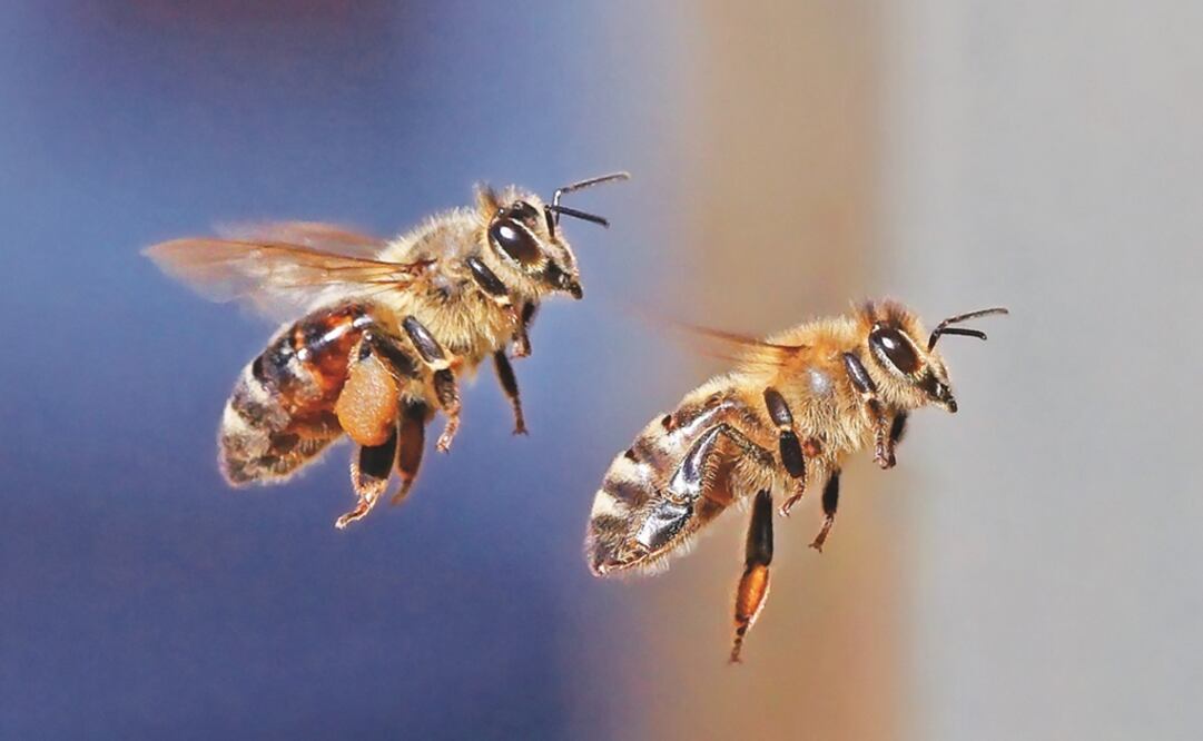 Hombre muere por ataque de abejas en Izamal, Yucatán. Imagen ilustrativa. Foto: Archivo EL UNIVERSAL 