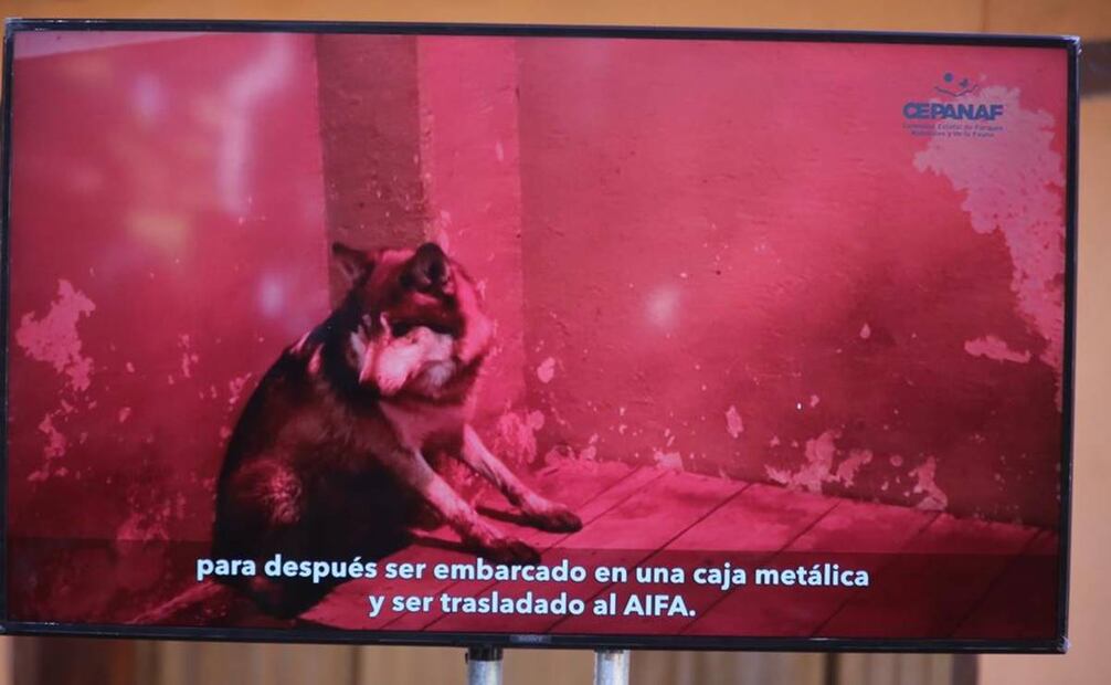 Ach, ejemplar de lobo mexicano que es enviado a EU para conservación de la especie / Foto: Jorge Alvarado. EL UNIVERSAL