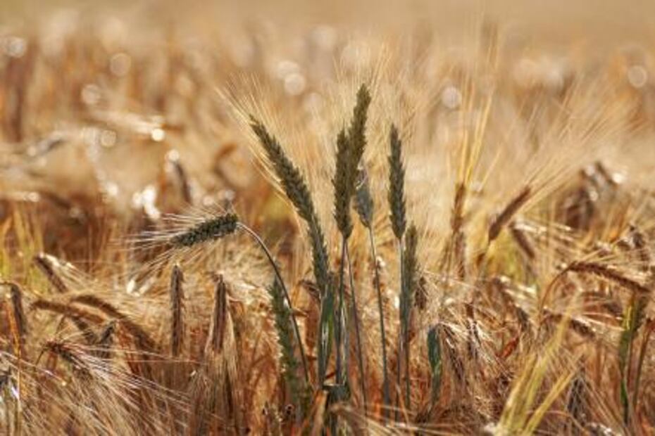 El arroz y trigo pierden beneficios por el cambio climático 