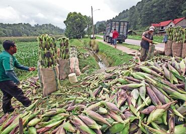 Auditoría halla irregularidades por 159 mdp en plan para agro