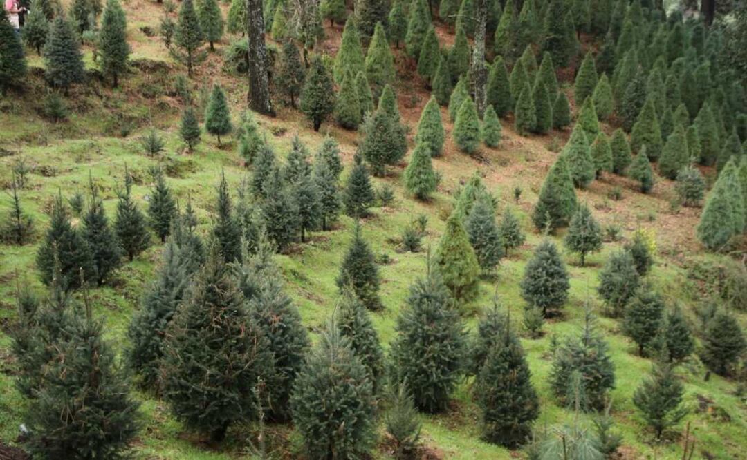 Árboles de Navidad naturales. Foto: Especial