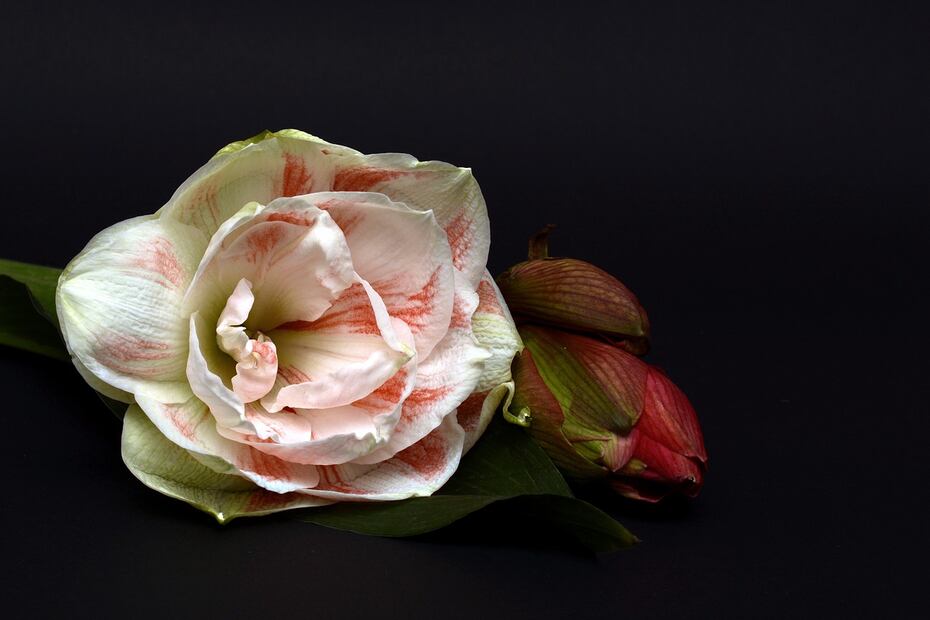 Amarilis. Fuente: Pixabay