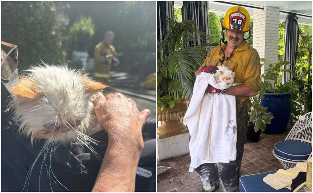 Rescate de los gatos de Cara Delevingne, sobrevivientes de un incendio.