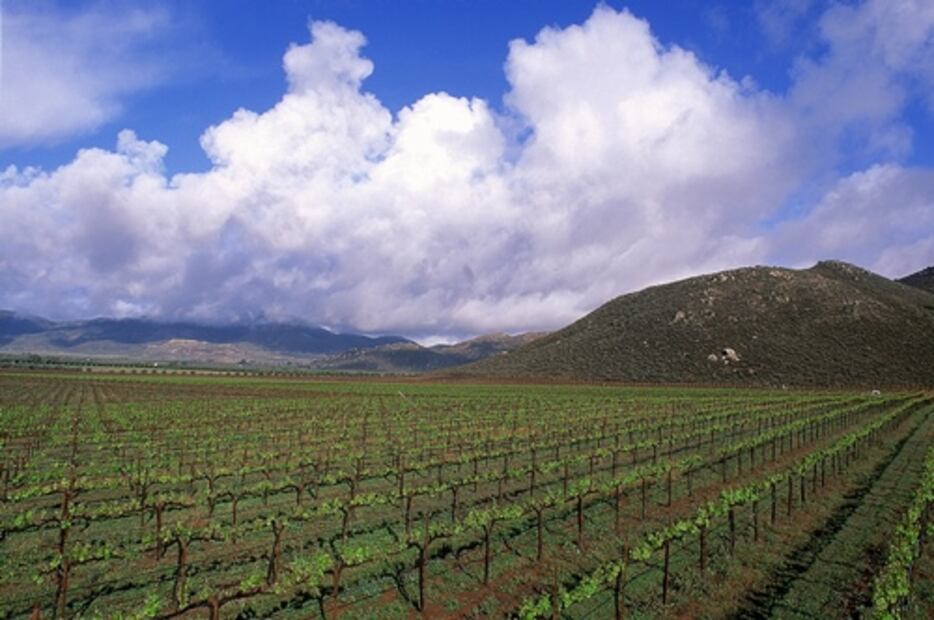 ¿Cómo sobrevivió el vino mexicano ante el Covid-19?