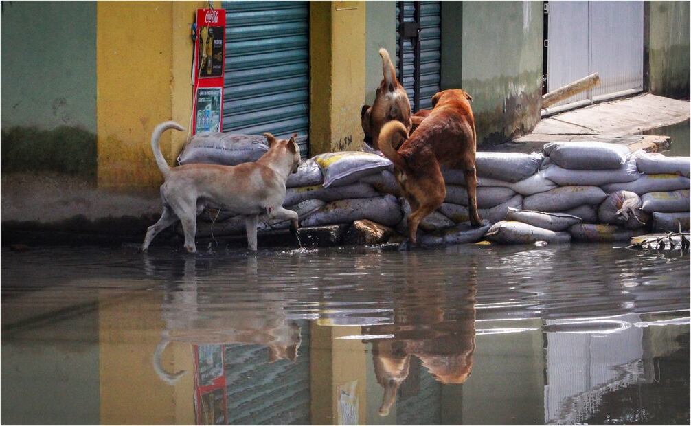 Perros y gatos sufren la inundación en Chalco, Estado de México. Foto: Luis Camacho/EL UNIVERSAL