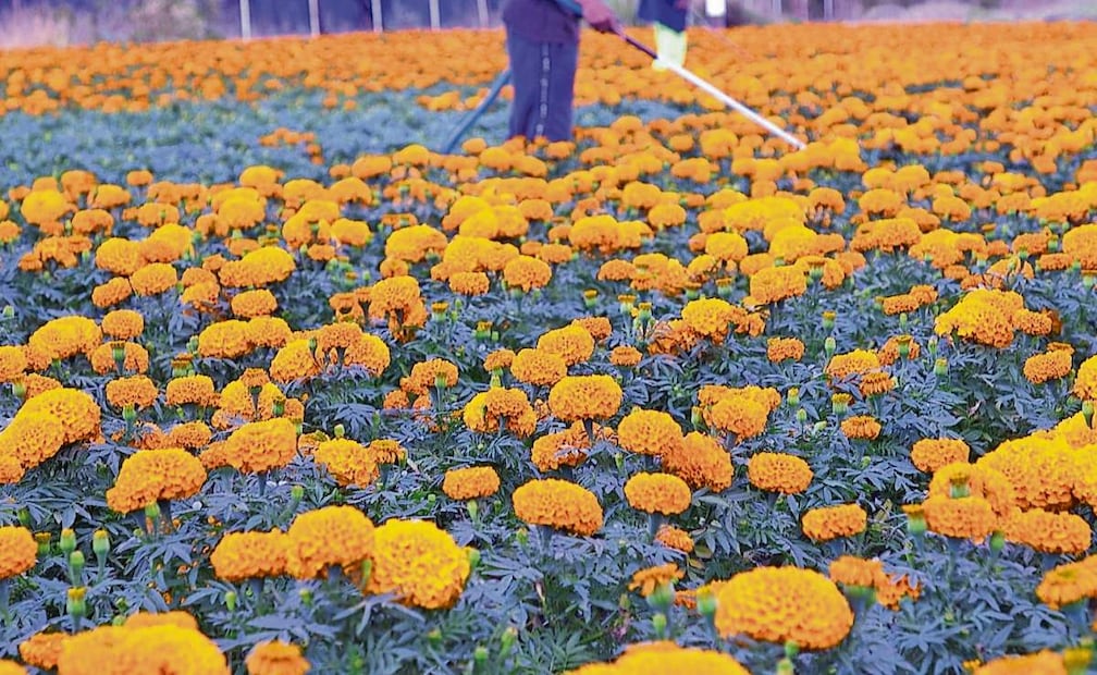 Los productores de Xochimilco enfrentan la competencia de floricultores de otros estados del país, a donde se ha extendido el cultivo. Foto: Benjamin Becerril / EL UNIVERSAL