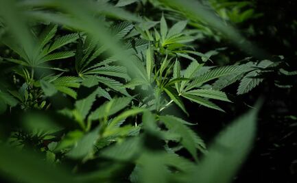 Consumidores de marihuana se triplicaron en poco más de una década: Conadic