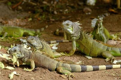 Matarán con perros y rifles a miles de iguanas en Islas Caimán
