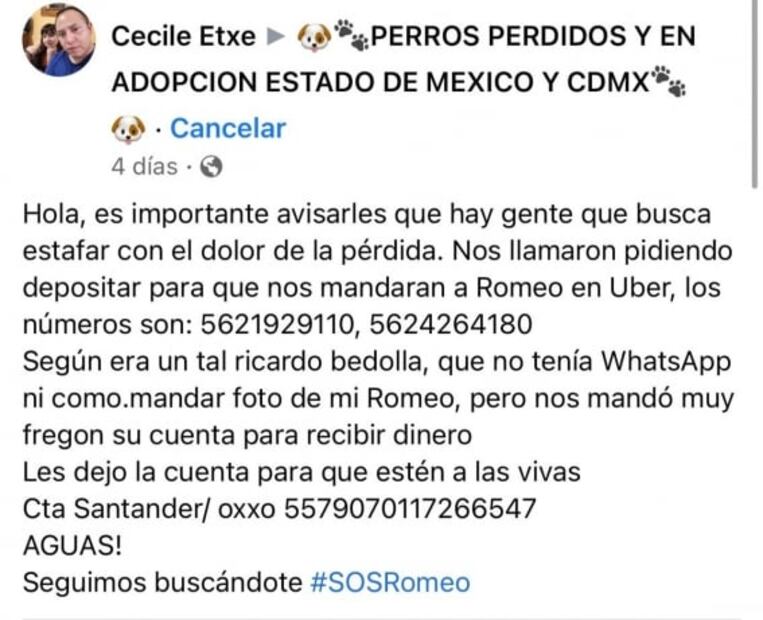 "Gordis" se extravió en la colonia Nápoles y su dueño pide ayuda para que regrese a casa 