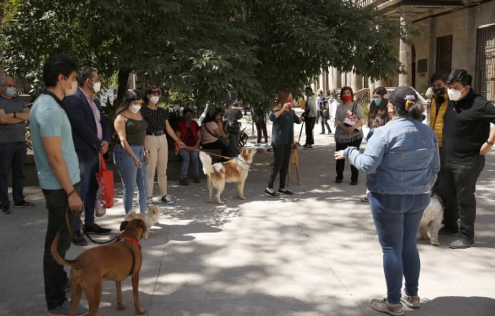 Lleva a tus "perrhijos" al Museo Nacional de San Carlos este domingo