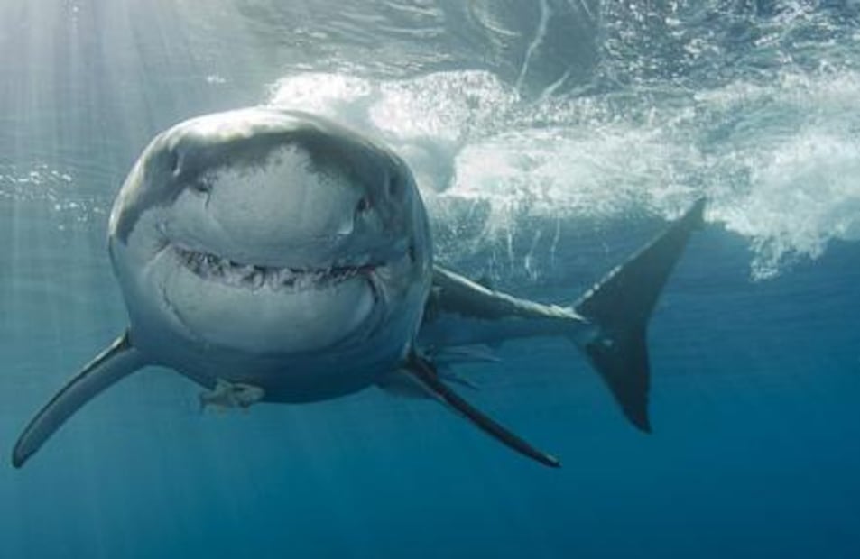 Isla Guadalupe, el único santuario en México del tiburón blanco