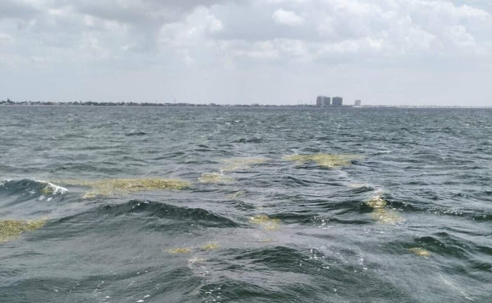 Preocupa llegada de sargazo a costas yucatecas en vacaciones de verano (18/06/2025). Foto: Especial
