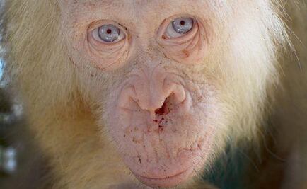 Rescatan a una orangutana albina de ojos azules en Borneo