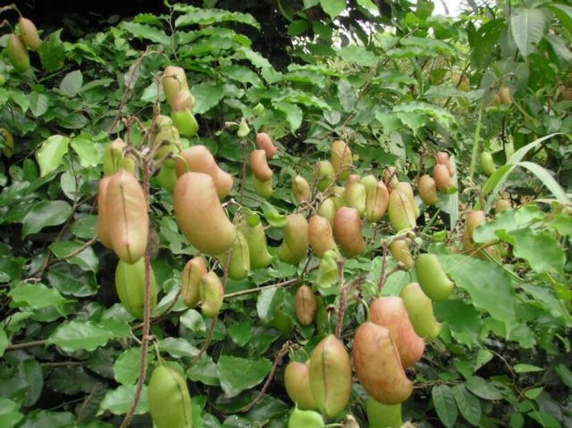 Griffonia simplicifolia. Fuente: Sociedad Española de Fitoterapia