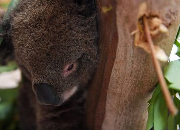 Australia fires: Countless species on the verge of extinction