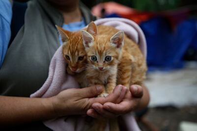 Acusan a albergue de Indiana de congelar a gatitos heridos para matarlos