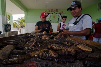 Capturan más de mil toneladas de pepino de mar en temporada de pesca
