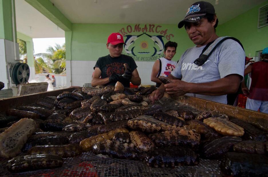 El pepino de mar es una especie sujeta a protección especial. Foto. Cuauhtémoc Moreno / EL UNIVERSAL