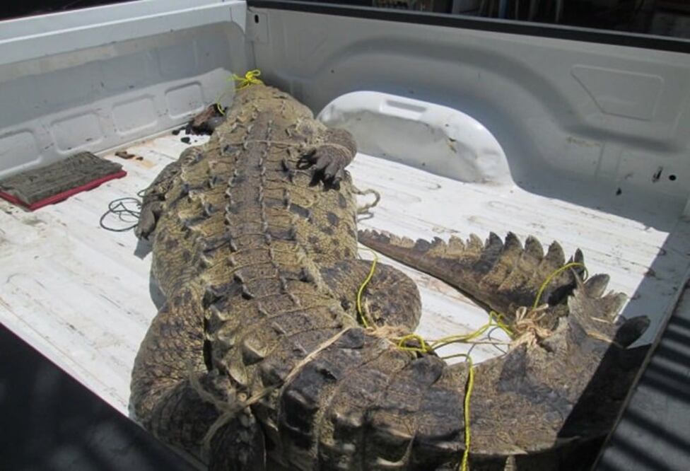 El ejemplar de cocodrilo de río (Crocodylus acutus) tiene una longitud de 3.5 metros y un peso de 300 kilogramos (Foto: tomada de @PROFEPA_Mx)