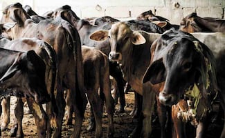 Gusano barrenador de ganado: Sader activa modificación para contener y erradicar plaga; esto es lo que implica