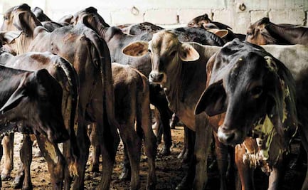 Detectan caso de gusano barrenador en norte del país