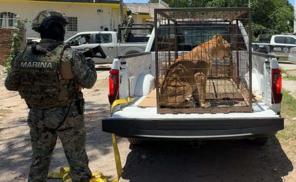 Rescatan a un cachorro de león africano en Puerto Vallarta, Jalisco. Foto: Especial