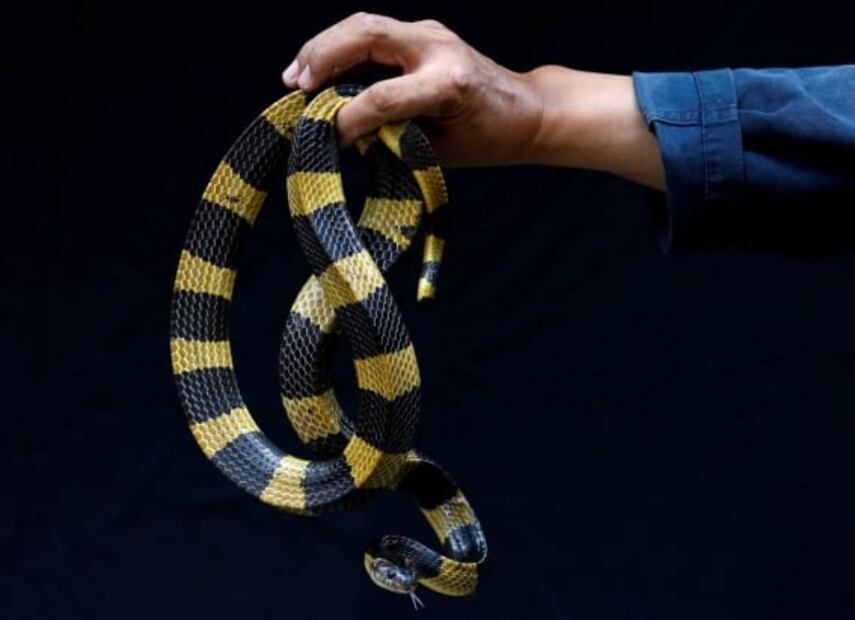 "No te recomiendo que lo hagas", dice encantador de serpientes en Tailandia