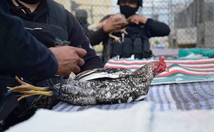 Hallan gallos de pelea en cateo a penal de Nuevo Laredo