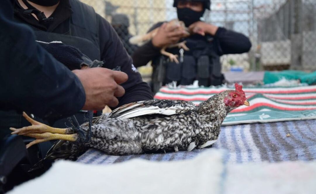 Hallan gallos de pelea en cateo a penal de Nuevo Laredo