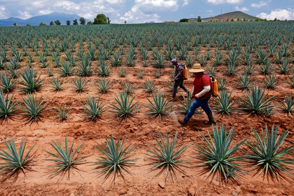Agaves y murciélagos se benefician entre sí, pues el animal se alimenta con la planta y poliniza a otros cultivos de la misma especie. Foto: Archivo EFE