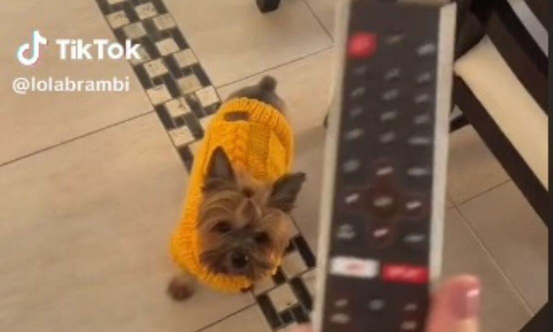 Perra. Fuente: Captura TikTok @lolabrambi