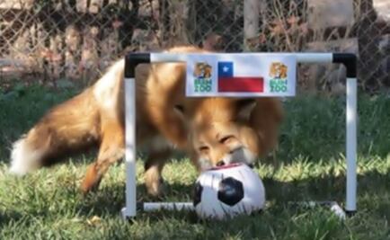 Red fox predicts Mexican defeat before Chile