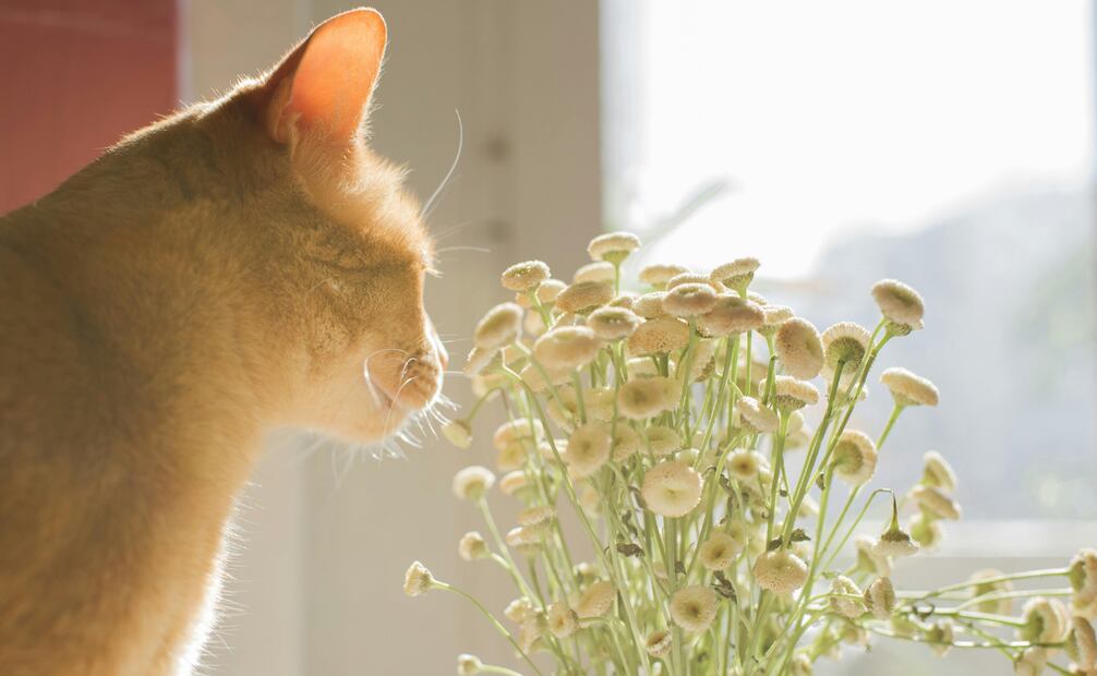 Muchas plantas y flores también pueden ser tóxicas para tu gato. Foto: Canva