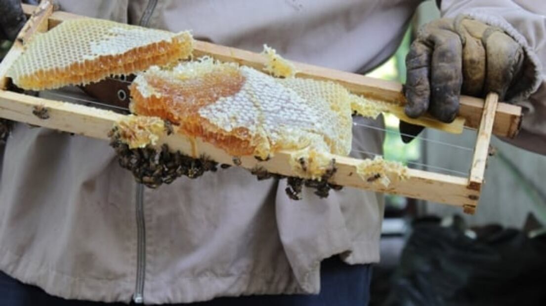 Así es como las abejas elaboran la miel
