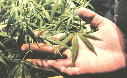 Aumenta entre 10% y 14% el consumo de marihuana en Yucatán