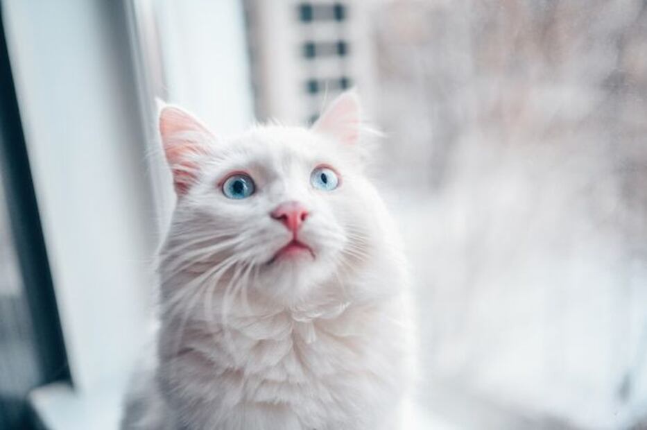 La sordera es más común en los gatos blancos, pero no una regla absoluta. Fuente: Freepik.