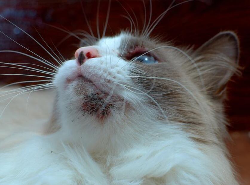 La dermatitis en gatos es una condición cutánea. Fuente: Freepik.