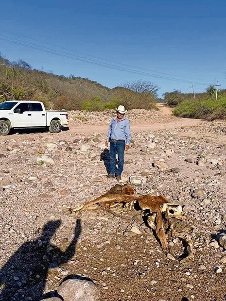 En 2020 había en Álamos 4 mil ganaderos; desde noviembre de 2023 sólo quedan 2 mil 790
productores, expuso el presidente de la Asociación Ganadera Local. Foto Especial