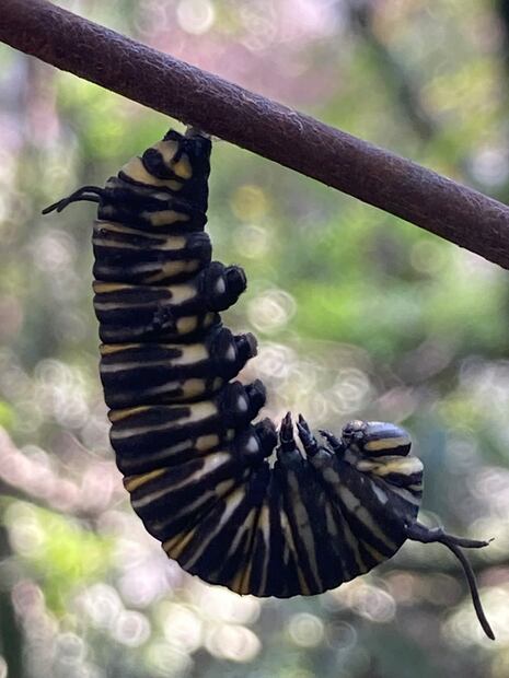 10.	Oruga se pega al metal colgándose encorvada como jota gigante para transformarse en crisálida. (©Omar Vidal)