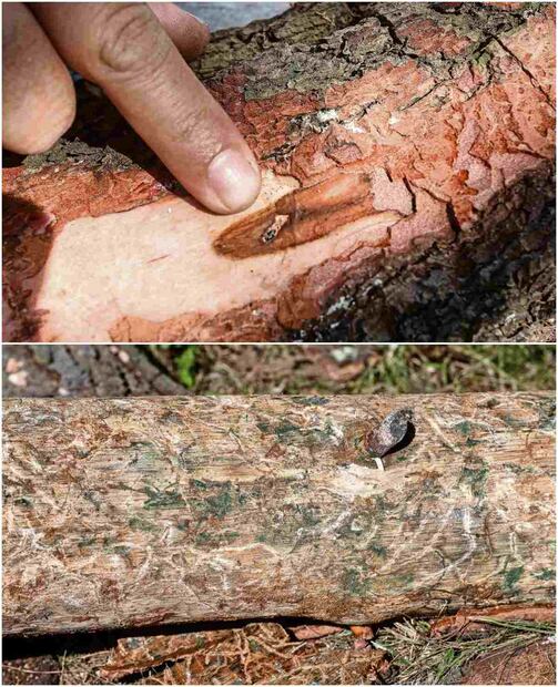 La plaga es causada por el insecto ips, conocido como descortezador. Foto: Gabriel Pano / El Universal