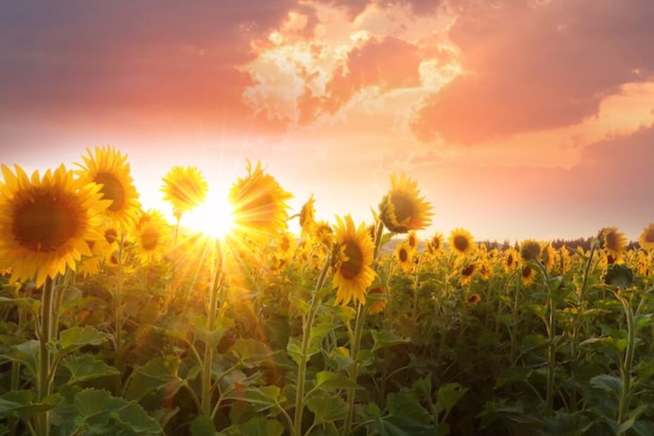A finales de junio comienza el verano. Foto: Unsplash