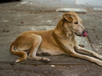Van por reforzamiento de protección animal; aprueban en comisiones regulación para mascotas