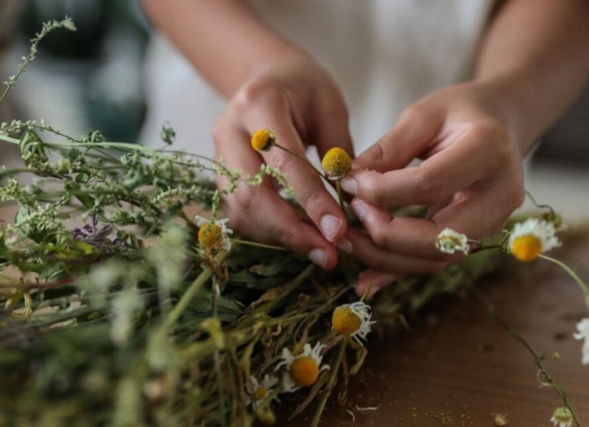 Estos son los usos curativos de la manzanilla