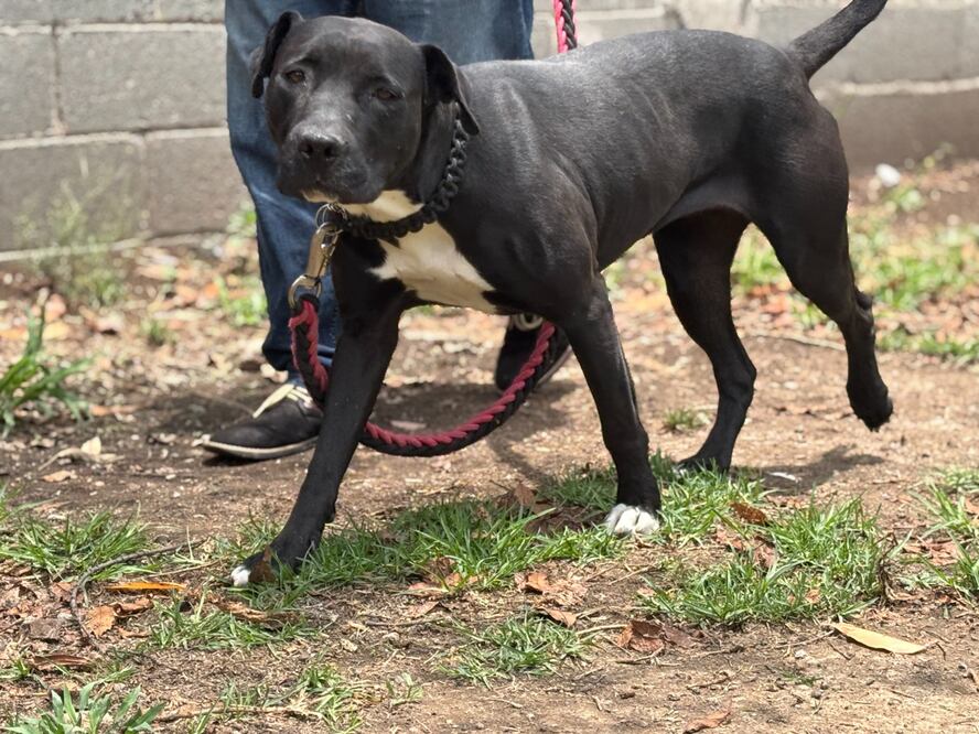 En el marco del Día mundial del Perro sin Raza, el Centro de Transferencia Canina (CTC) del Metro, reiteró el llamado a la población para adoptar a alguno de los canes que han sido rescatados de las instalaciones de Sistema de Transporte Colectivo. (Foto: especial)