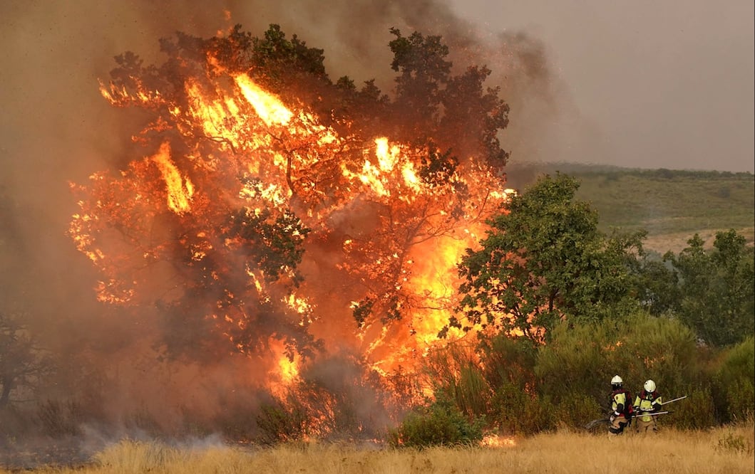Imagen de un árbol incendiado mientras bomberos trabajan para extinguir un incendio forestal cerca de Losacio, al norte de Zamora, el 12 de agosto de 2025. Foto: AFP