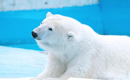 Piden trasladar a osa Yupik del zoológico de Morelia a un santuario