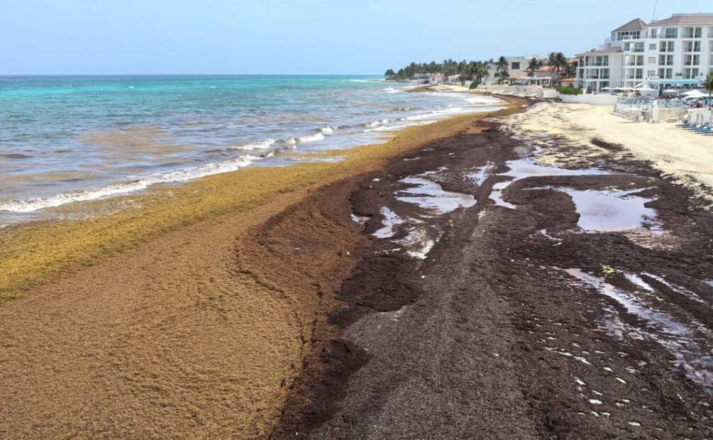 Aumento de temperatura en los mares intensifica la presencia de sargazo en Quintana Roo (03/06/2025). Foto: Adriana Varillas / EL UNIVERSAL