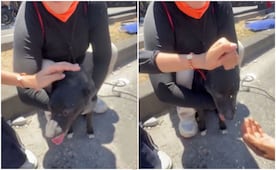 Perrito es rescatado de un edificio derrumbado tras sismo de 7.4 en Colombia; video conmueve en redes sociales
