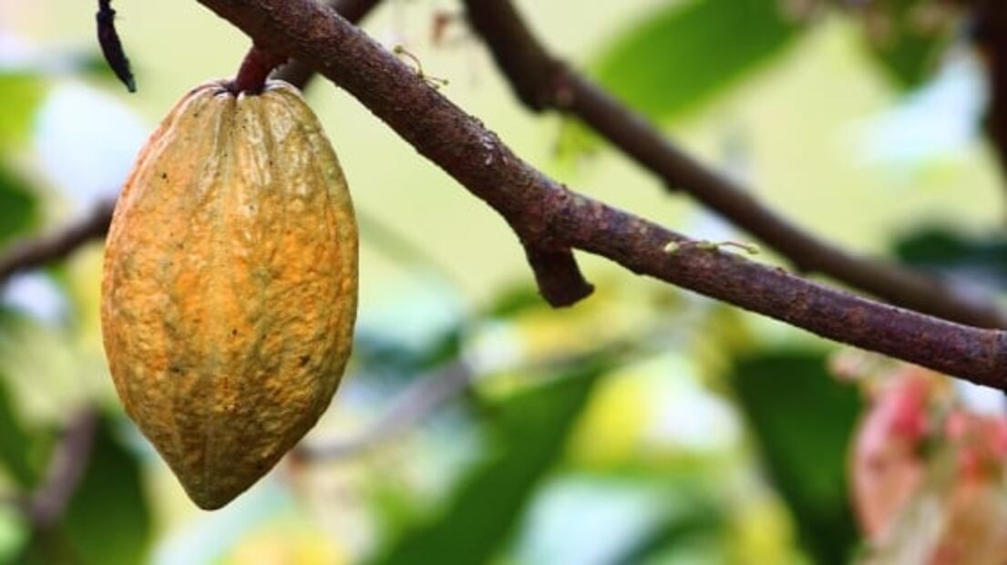 Visita la Feria Nacional de Cacao y Chocolate 2022