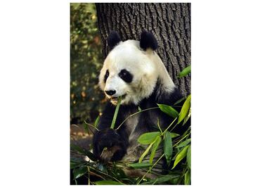 Zoológico de Chapultepec alberga a la panda más longeva fuera de China